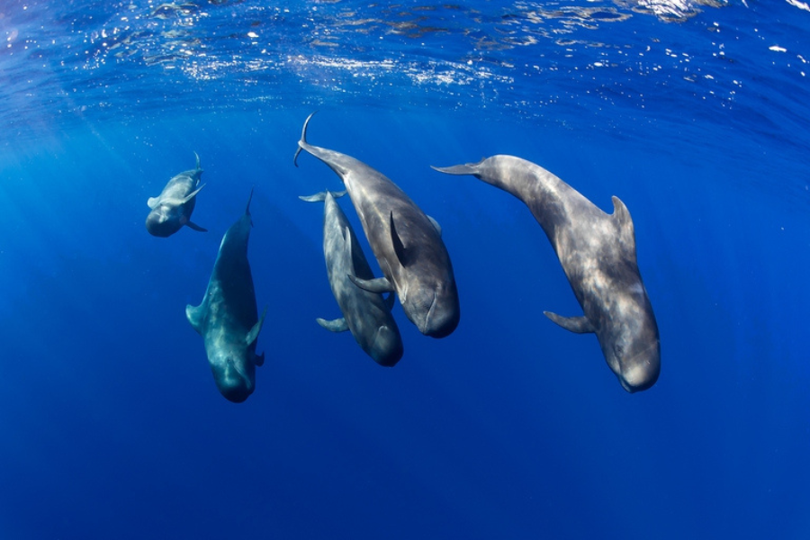 Tenerife_FourElements_Whale