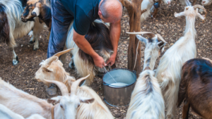 The Sardinian Longevity Formula: 5 Key Lifestyle Habits